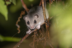 Pogonomys macrourus