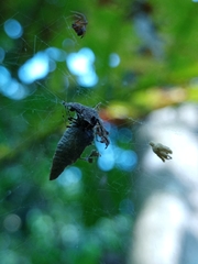 Parasteatoda merapiensis