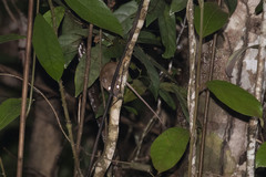 Melomys capensis