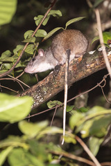 Uromys caudimaculatus
