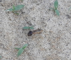 Hodotermes mossambicus