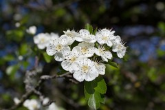 Crataegus × media