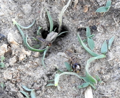 Hodotermes mossambicus