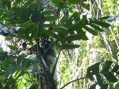 Monstera spruceana
