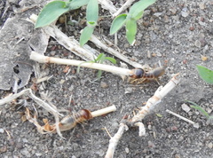 Hodotermes mossambicus