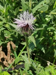 Carthamus caeruleus