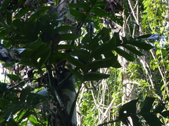 Monstera spruceana