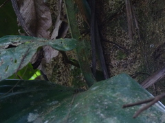 Philodendron fragrantissimum