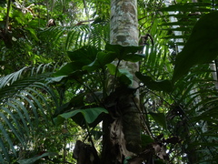 Philodendron fragrantissimum