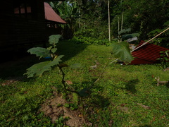 Solanum sessiliflorum