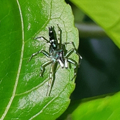 Cosmophasis valerieae