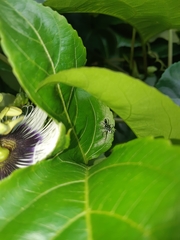 Cosmophasis valerieae
