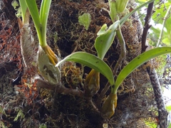 Bulbophyllum cylindrocarpum image