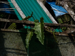 Philodendron deflexum