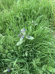 Anchusa azurea