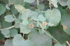 Abutilon pannosum