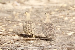 Pterocles quadricinctus