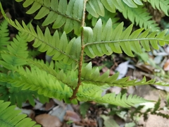 Dryopteris lacera