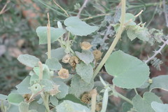 Abutilon pannosum