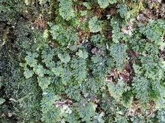 Hymenophyllum barbatum