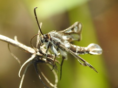Pyropteron