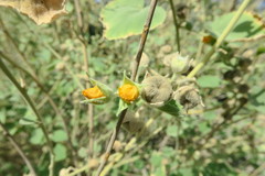 Abutilon pannosum