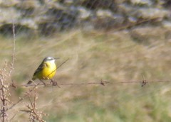 Motacilla flava iberiae