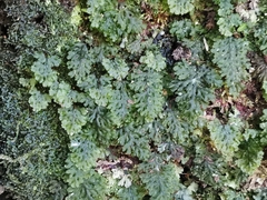 Hymenophyllum barbatum