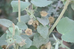 Abutilon pannosum