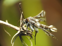 Pyropteron