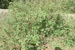 Abutilon pannosum