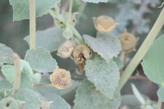 Abutilon pannosum