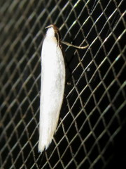 Scieropepla polyxesta