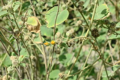 Abutilon pannosum