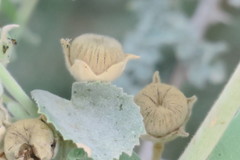 Abutilon pannosum