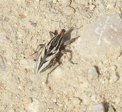 Coniocleonus pseudobliquus