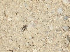 Coniocleonus pseudobliquus