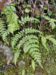 Diplazium squamigerum