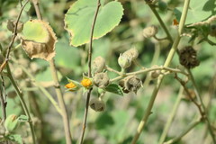 Abutilon pannosum