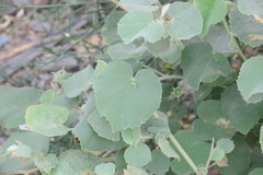 Abutilon pannosum