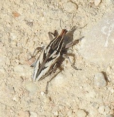 Coniocleonus pseudobliquus