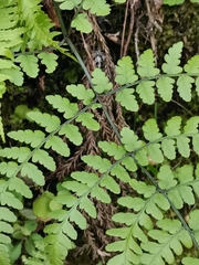 Diplazium squamigerum