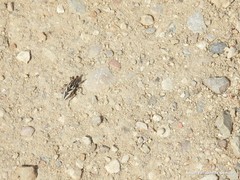 Coniocleonus pseudobliquus