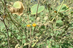 Abutilon pannosum