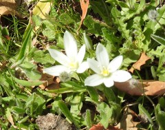 Ornithogalum baeticum
