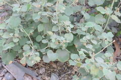 Abutilon pannosum