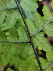 Diplazium squamigerum