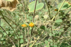 Abutilon pannosum