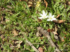 Ornithogalum baeticum