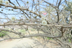 Vachellia tortilis